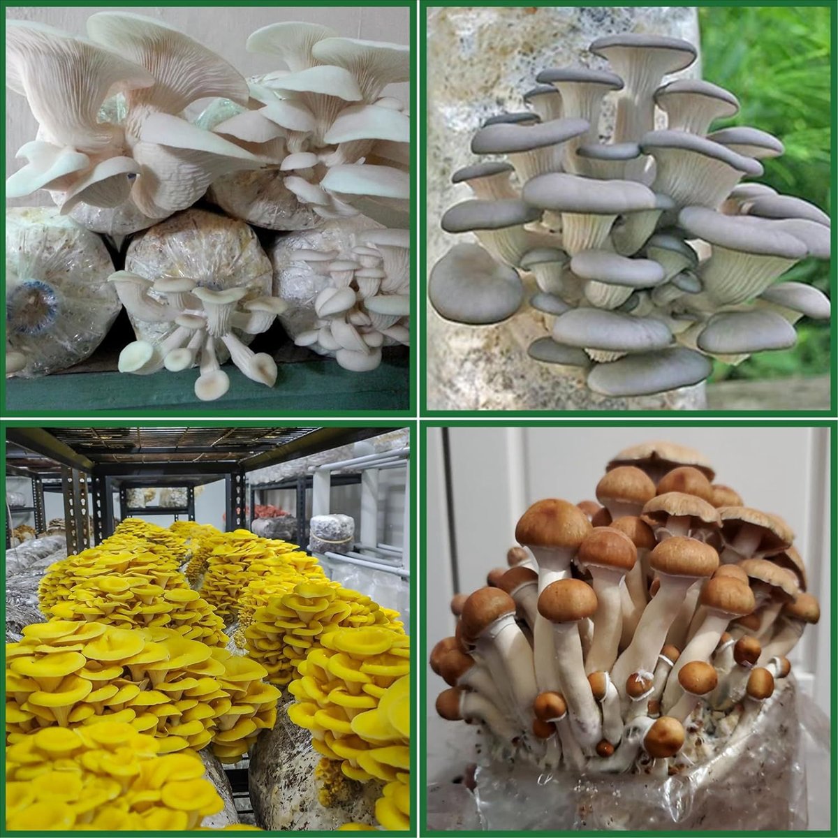 Пакеты для выращивания грибов, – обзор и цена Mushroom Spawn Bag
