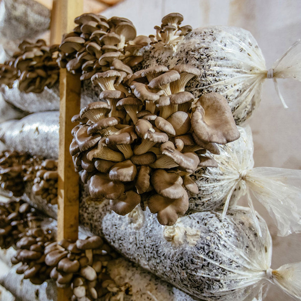 Набор из 1-го комплекта пакето – обзор и цена Mushroom Spawn Bag