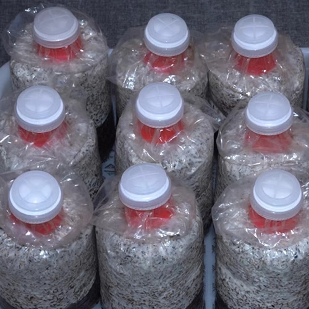 10 шт. водонепроницаемых пакет – обзор и цена Mushroom Spawn Bag